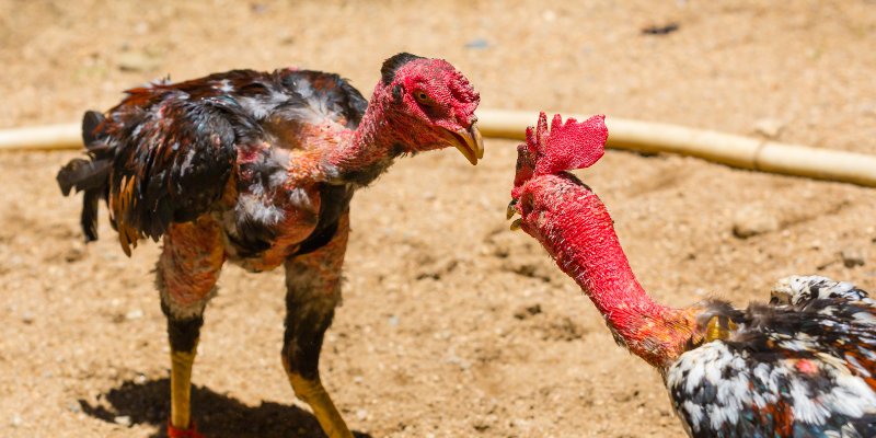 Nhiều hình thức đá gà phổ biến tại sảnh chơi