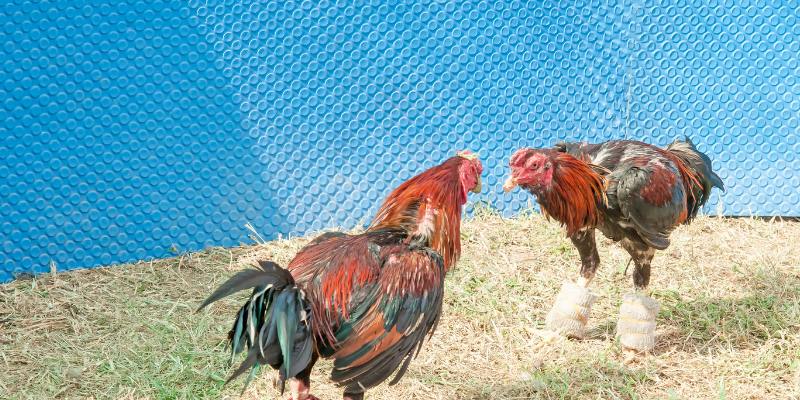 Ưu điểm nổi bật giúp sảnh Ws168 thu hút người chơi